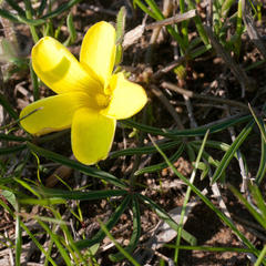 Oxalis flava flava
