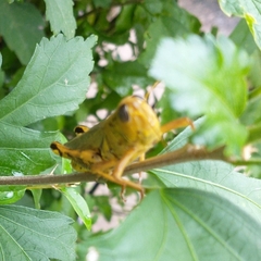 Melanoplus differentialis