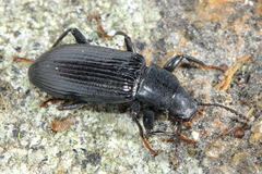 Xylopinus saperdoides
