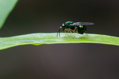 Orasema costaricensis