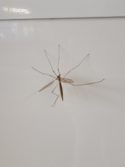 Tipula