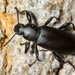 Merinus laevis - Photo (c) Stephen Luk, some rights reserved (CC BY-NC), uploaded by Stephen Luk