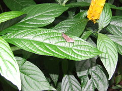 Notocrypta waigensis