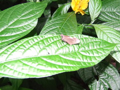 Notocrypta waigensis
