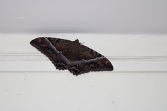 Ascalapha odorata