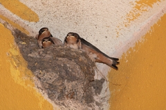 Ascalapha odorata