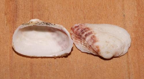 Barbatia sculpturata