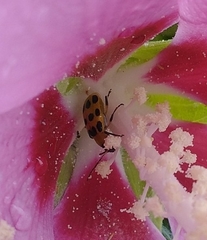 Diabrotica undecimpunctata