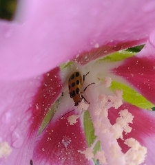 Diabrotica undecimpunctata