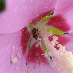 Diabrotica undecimpunctata