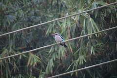 Halcyon senegalensis
