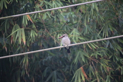 Halcyon senegalensis