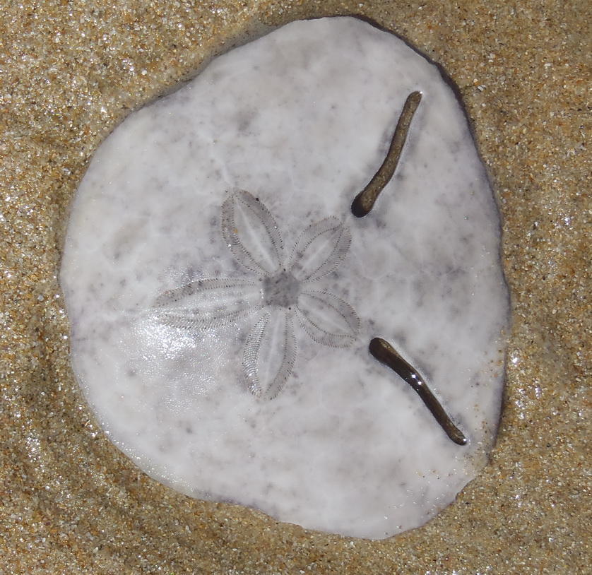 Echinodiscus bisperforatus