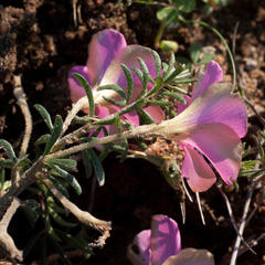 Oxalis hirta hirta
