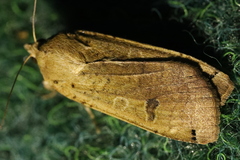 Noctua orbona