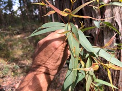 Eucalyptus acmenoides