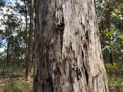 Eucalyptus acmenoides
