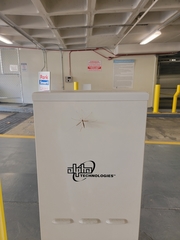 Tipula