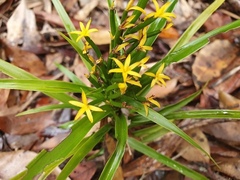 Apostasia wallichii