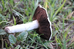 Agaricus