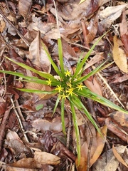 Apostasia wallichii