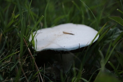 Agaricus