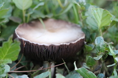 Agaricomycetes