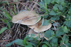 Agaricomycetes