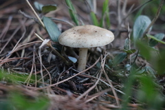 Agaricomycetes