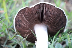 Agaricus