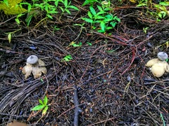Geastrum