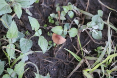 Agaricomycetes