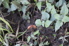 Agaricomycetes