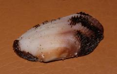Barbatia obliquata