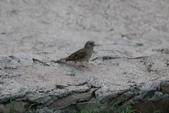 Passer domesticus