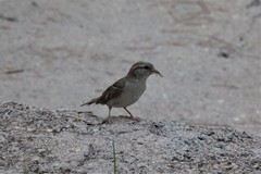 Passer domesticus