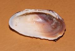 Barbatia obliquata