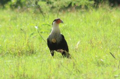 Caracara plancus