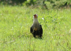 Caracara plancus