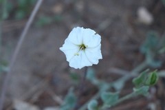 Angiospermae