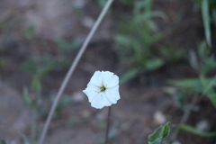 Angiospermae