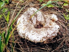 Russula brevipes