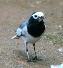 Motacilla alba