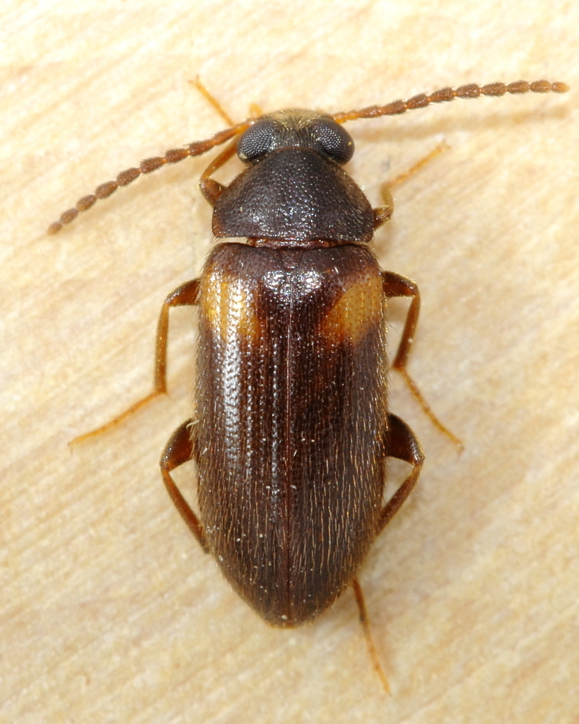 Mycetochara fraterna