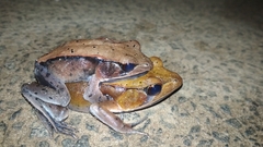 Clinotarsus curtipes