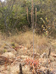 Aloe pretoriensis