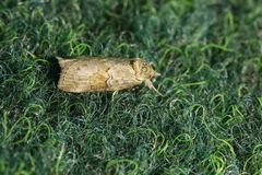 Nycteola asiatica