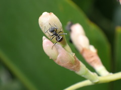 Polyrhachis