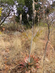 Aloe pretoriensis