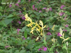 Corydalis pauciovulata